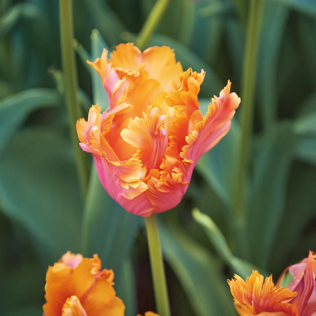 Tulipan 'Amazing Parrot'
