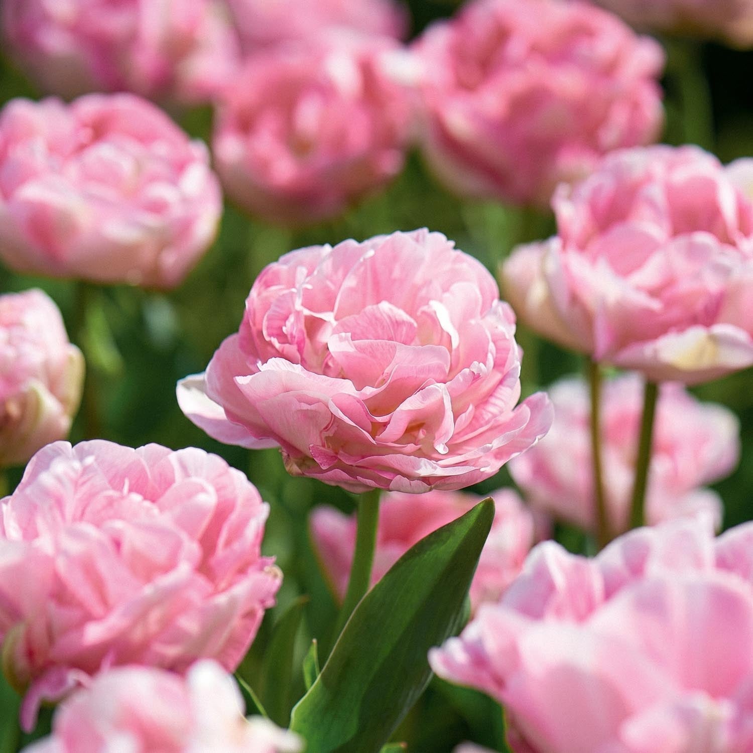 Tulipan 'Angelique'