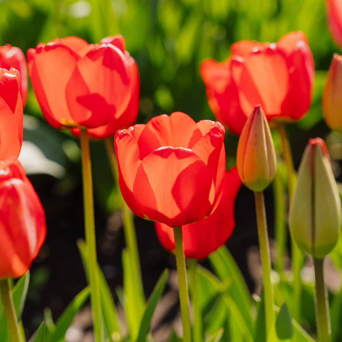 Tulipan 'Apeldoorn'