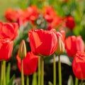 Tulipan 'Apeldoorn'