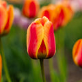 Tulipan 'Apeldoorn's Elite'