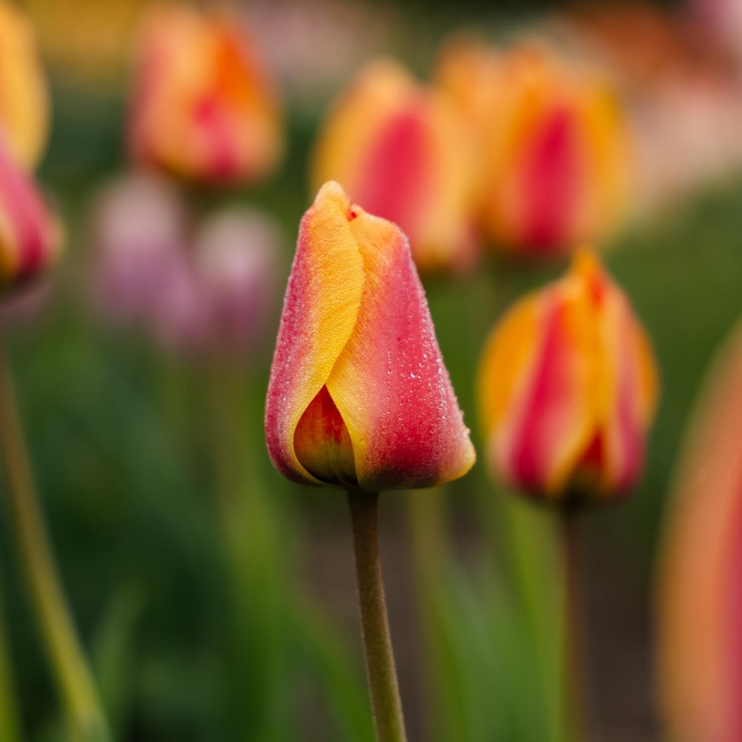 Tulipan 'Apeldoorn's Elite'
