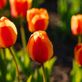 Tulipan 'Apeldoorn's Elite'