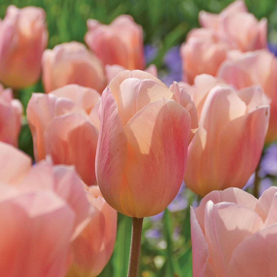 Tulipan 'Apricot Beauty'