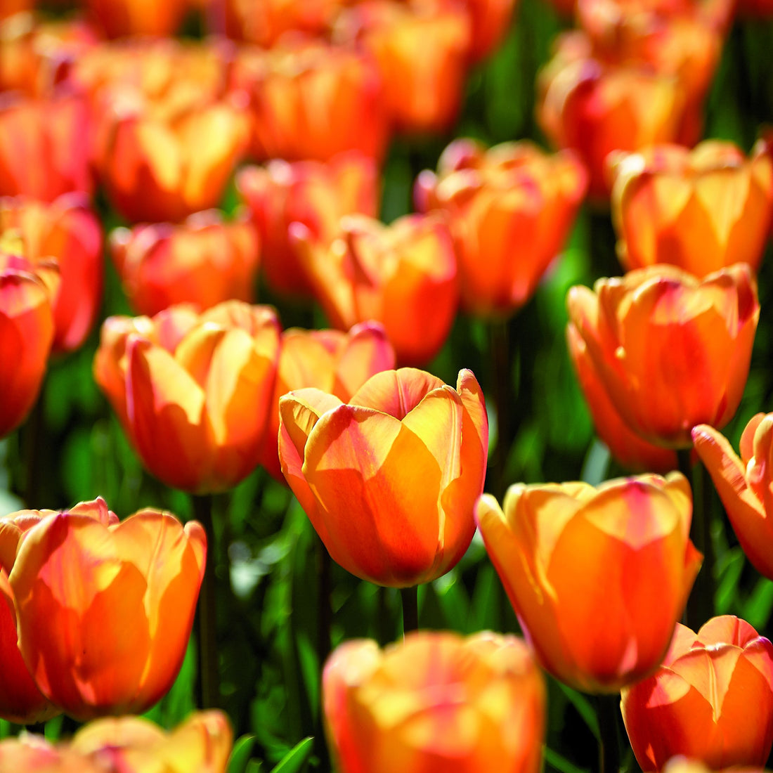 Tulipan 'Apricot Fox'