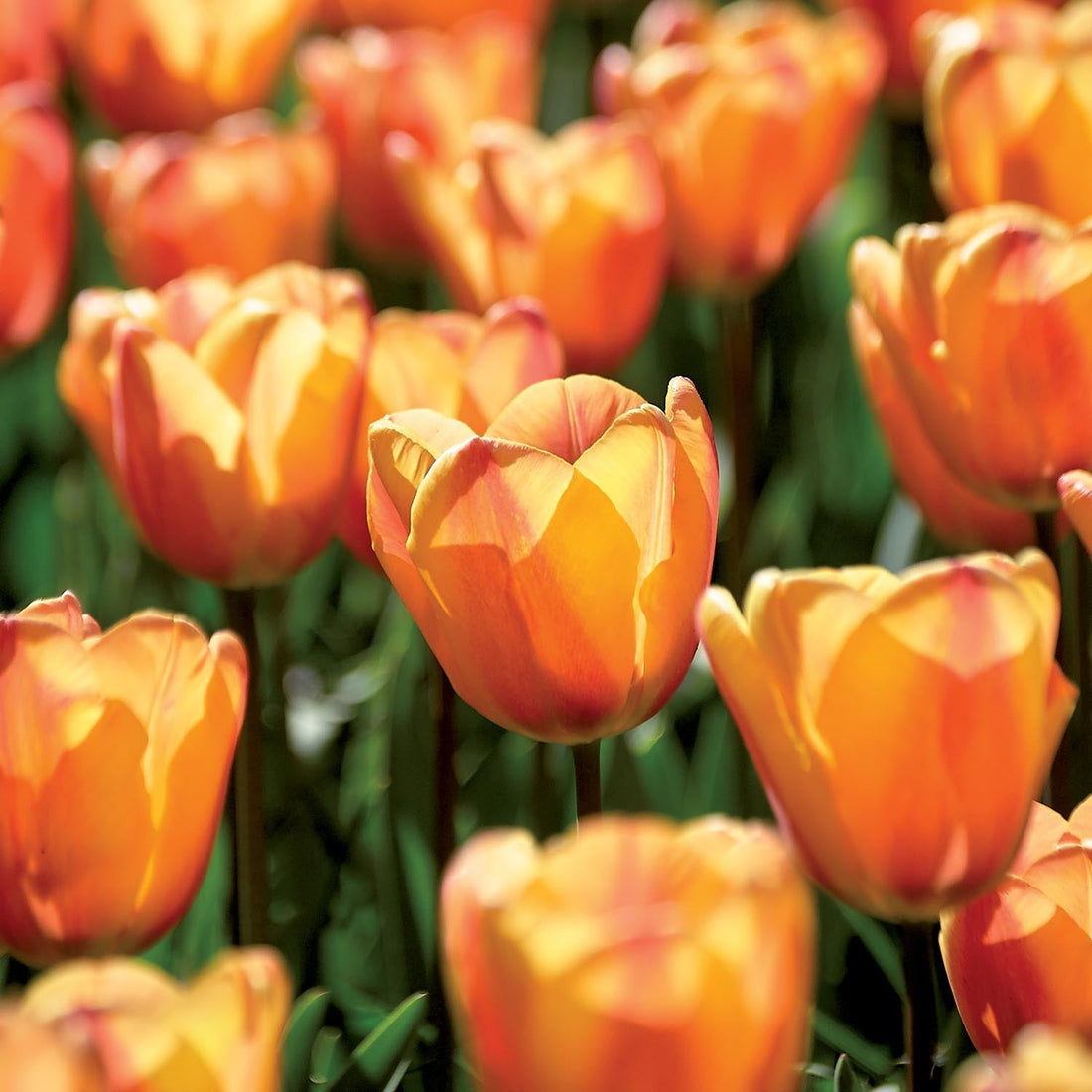 Tulipan 'Apricot Fox'