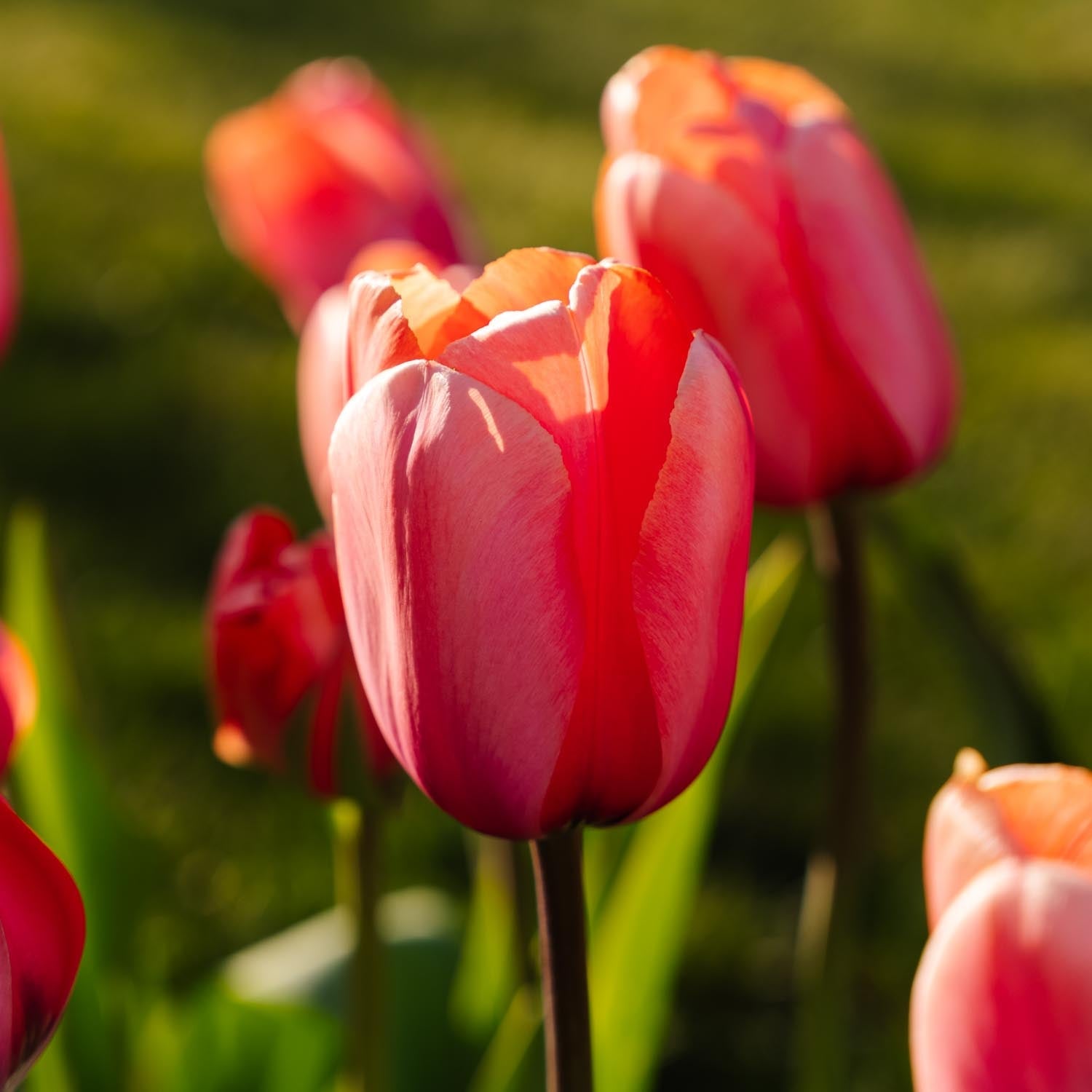 Tulipan 'Apricot Impression'