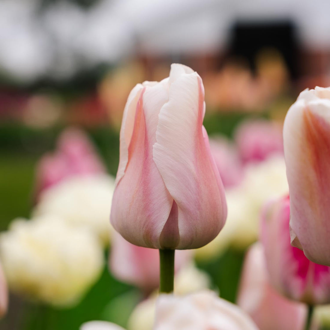 Tulipan 'Apricot Pride'