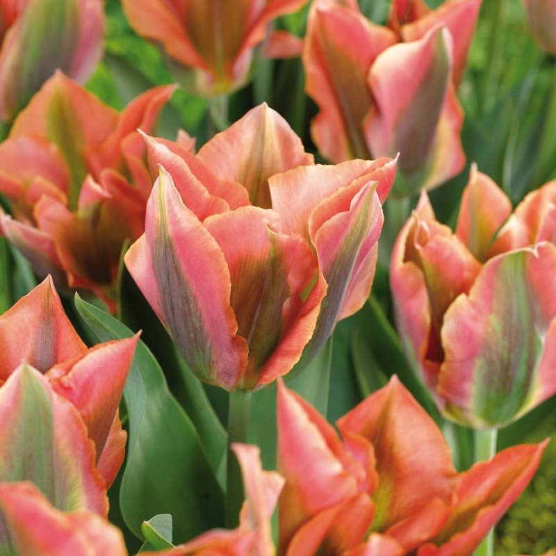 Tulipan 'Artist'