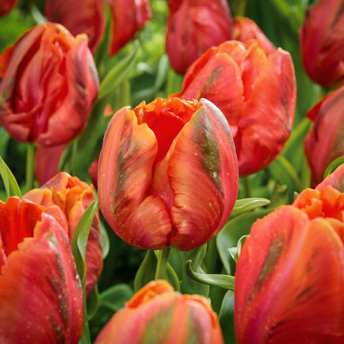 Tulipan 'Avignon'