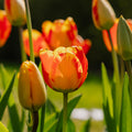 Tulipan 'Banja Luka'