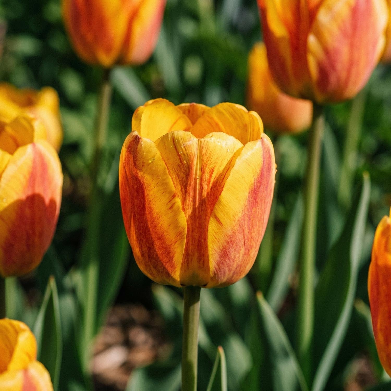 Tulipan 'Beauty of Apeldoorn'