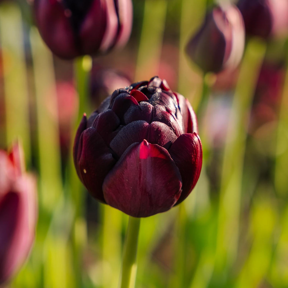 Tulipan 'Black Hero'