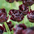 Tulipan 'Black Hero'