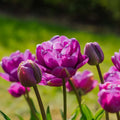Tulipan 'Blue Diamond'
