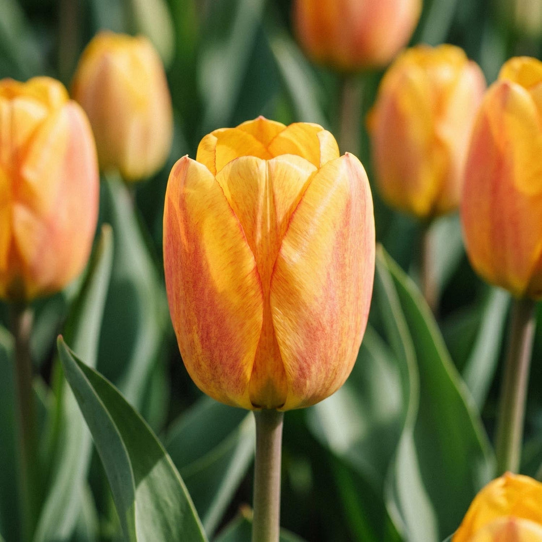 Tulipan 'Blushing Apeldoorn'
