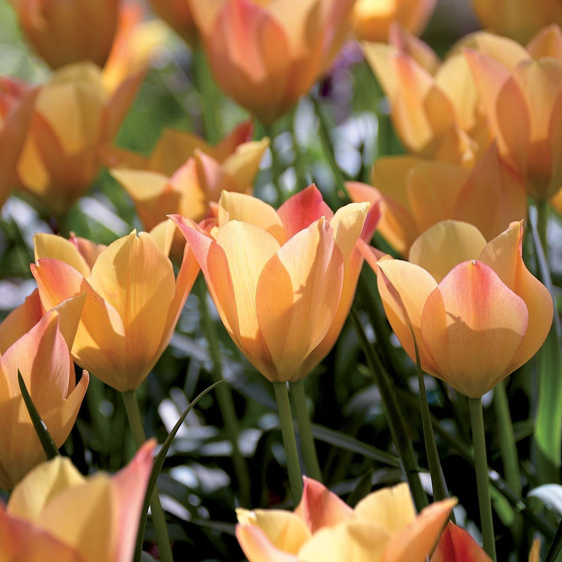Tulipan 'Bright Gem'