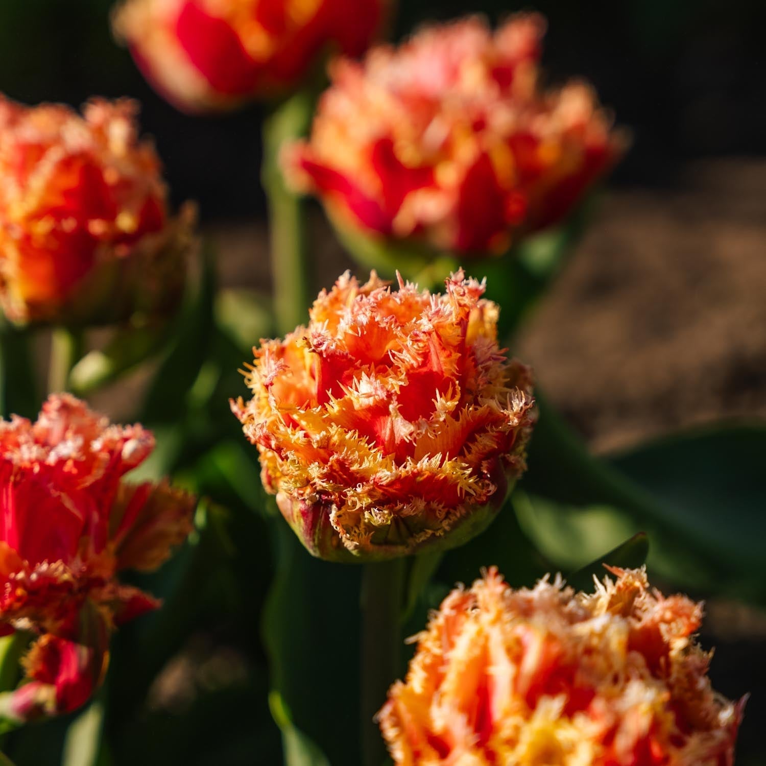 Tulipan 'Brisbane'