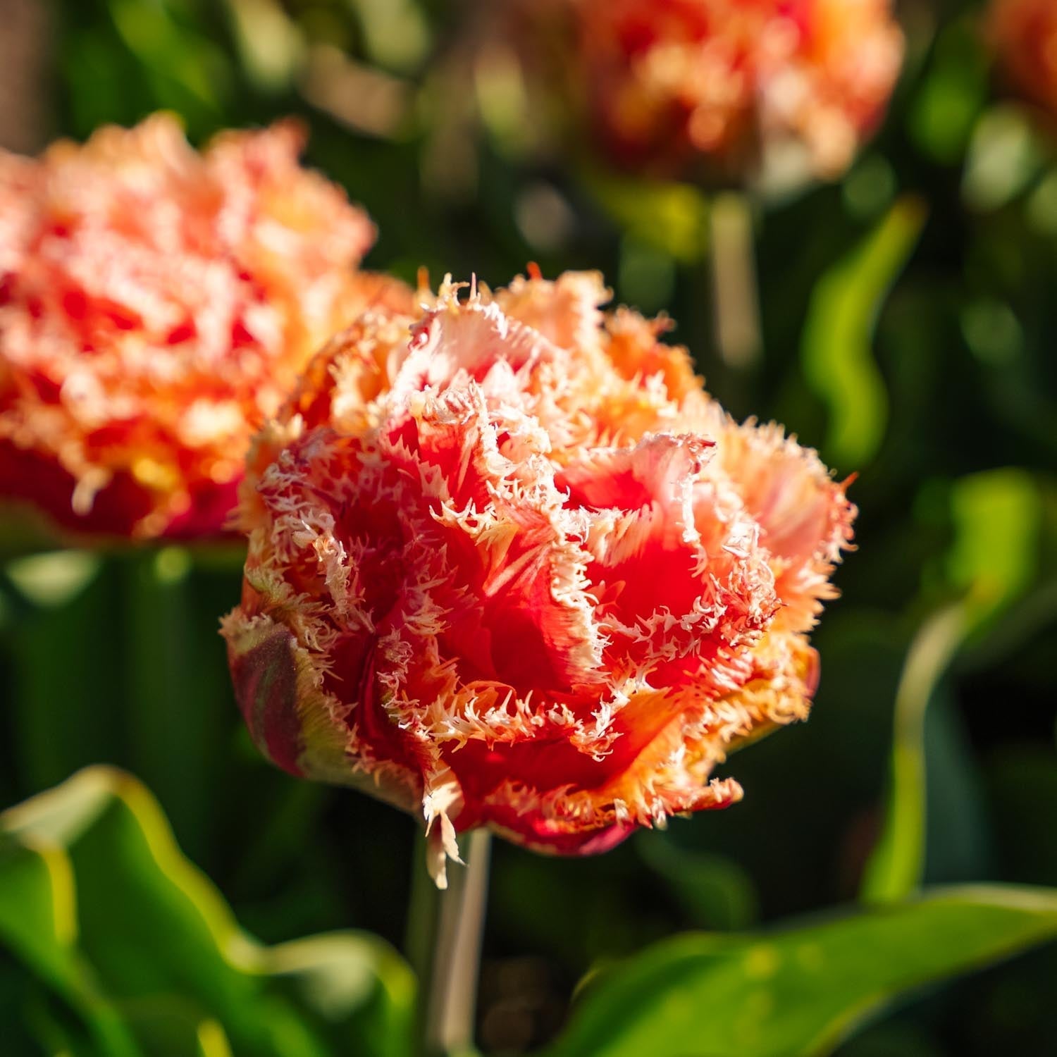 Tulipan 'Brisbane'