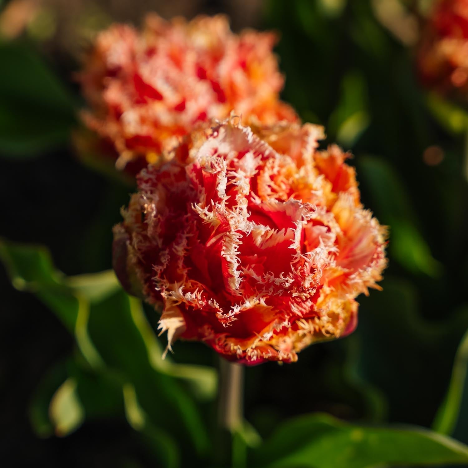 Tulipan 'Brisbane'