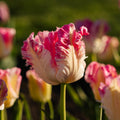 Tulipan 'Cabanna'