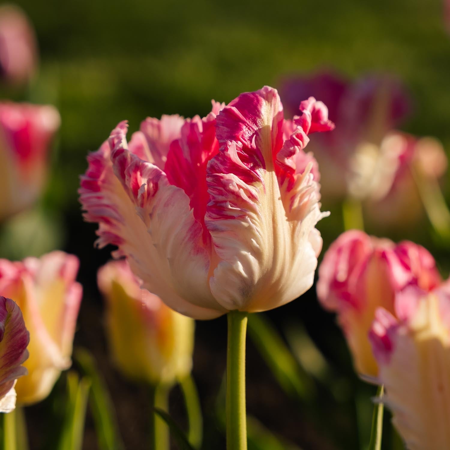 Tulipan 'Cabanna'