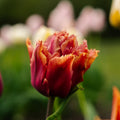 Tulipan 'Callahan'
