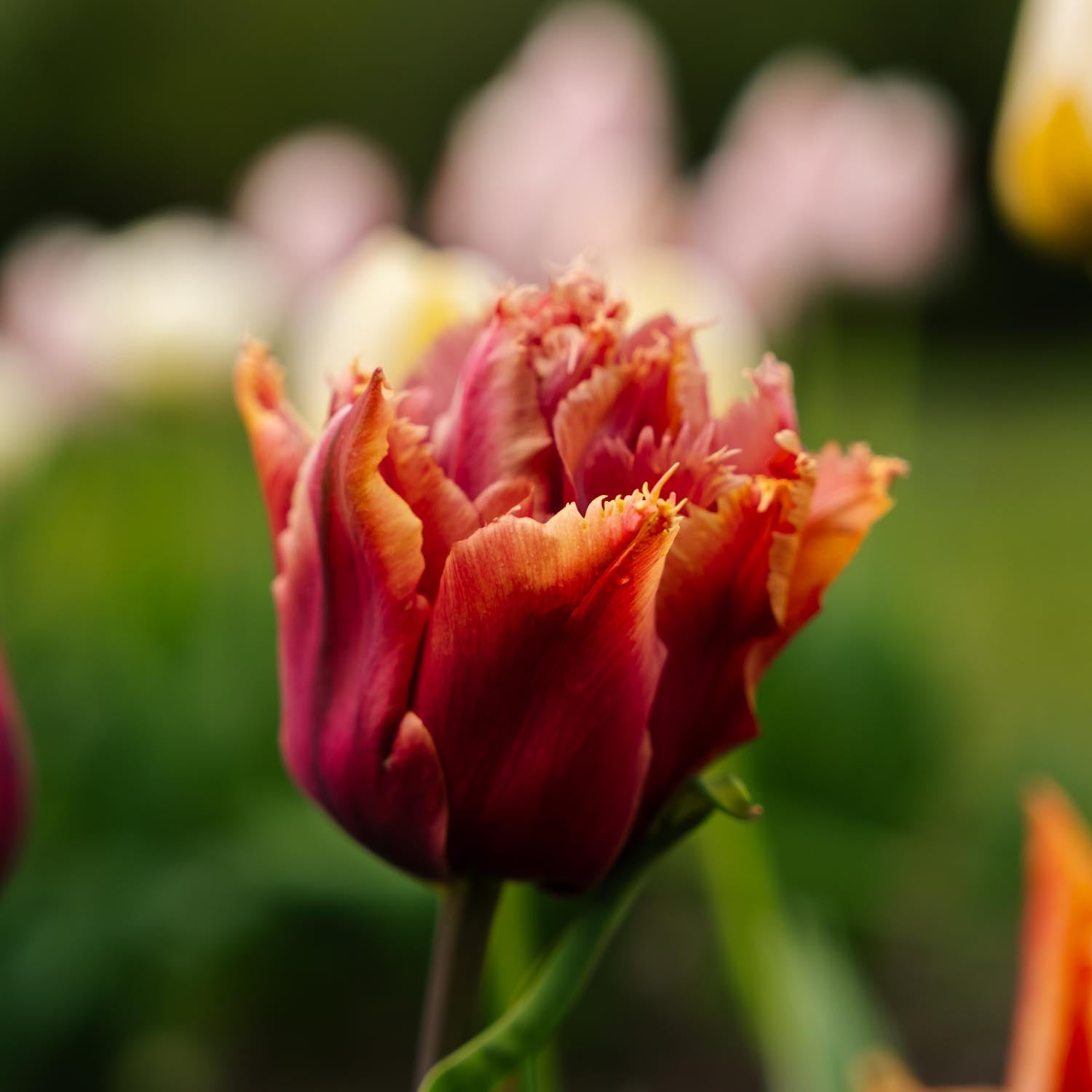 Tulipan 'Callahan'