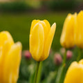 Tulipan 'Candela'