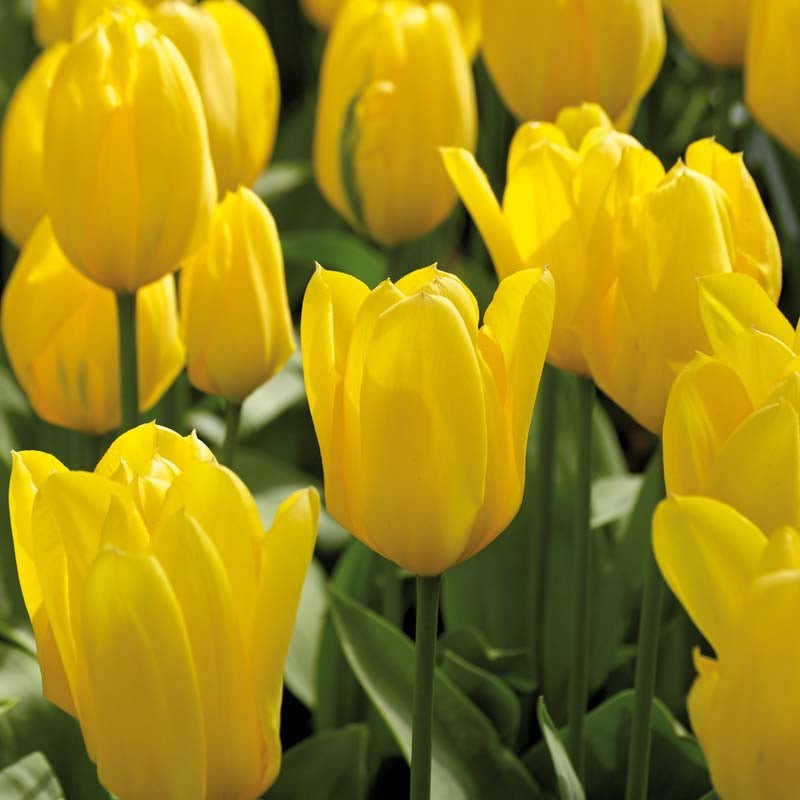 Tulipan 'Candela'