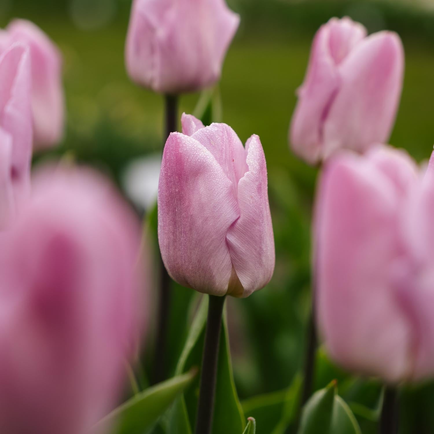 Tulipan 'Candy Prince'