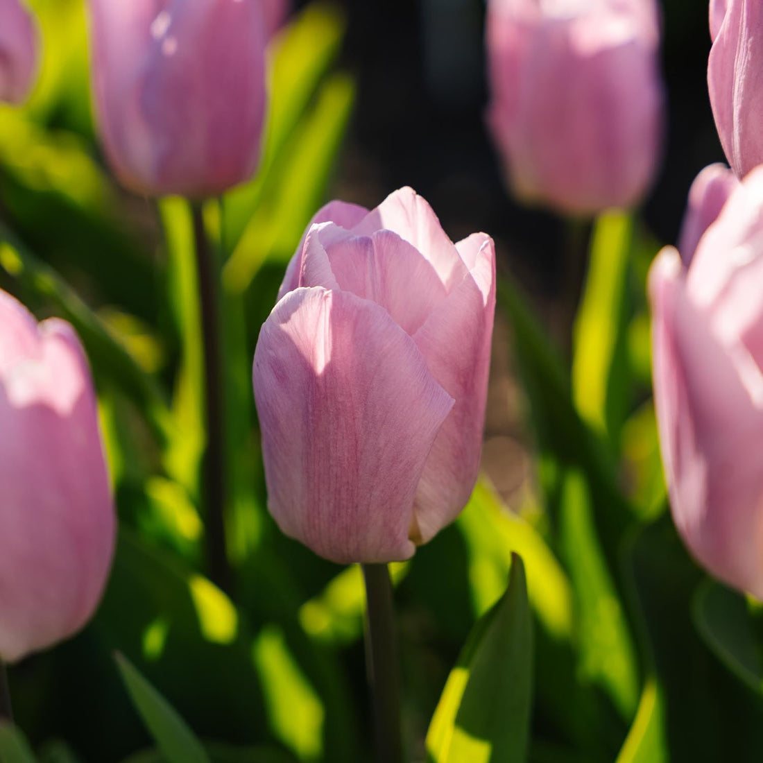 Tulipan 'Candy Prince'