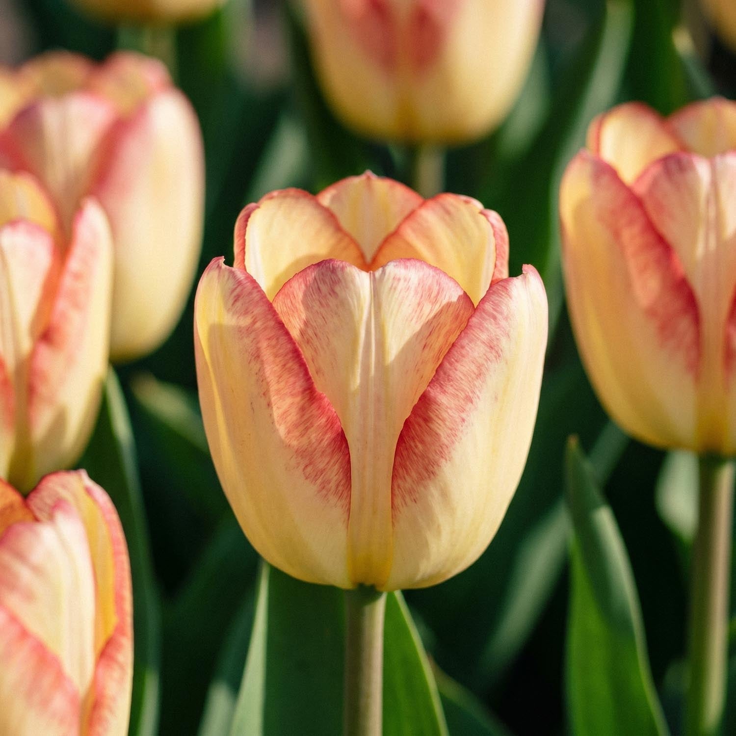 Tulipan 'Cape Town'