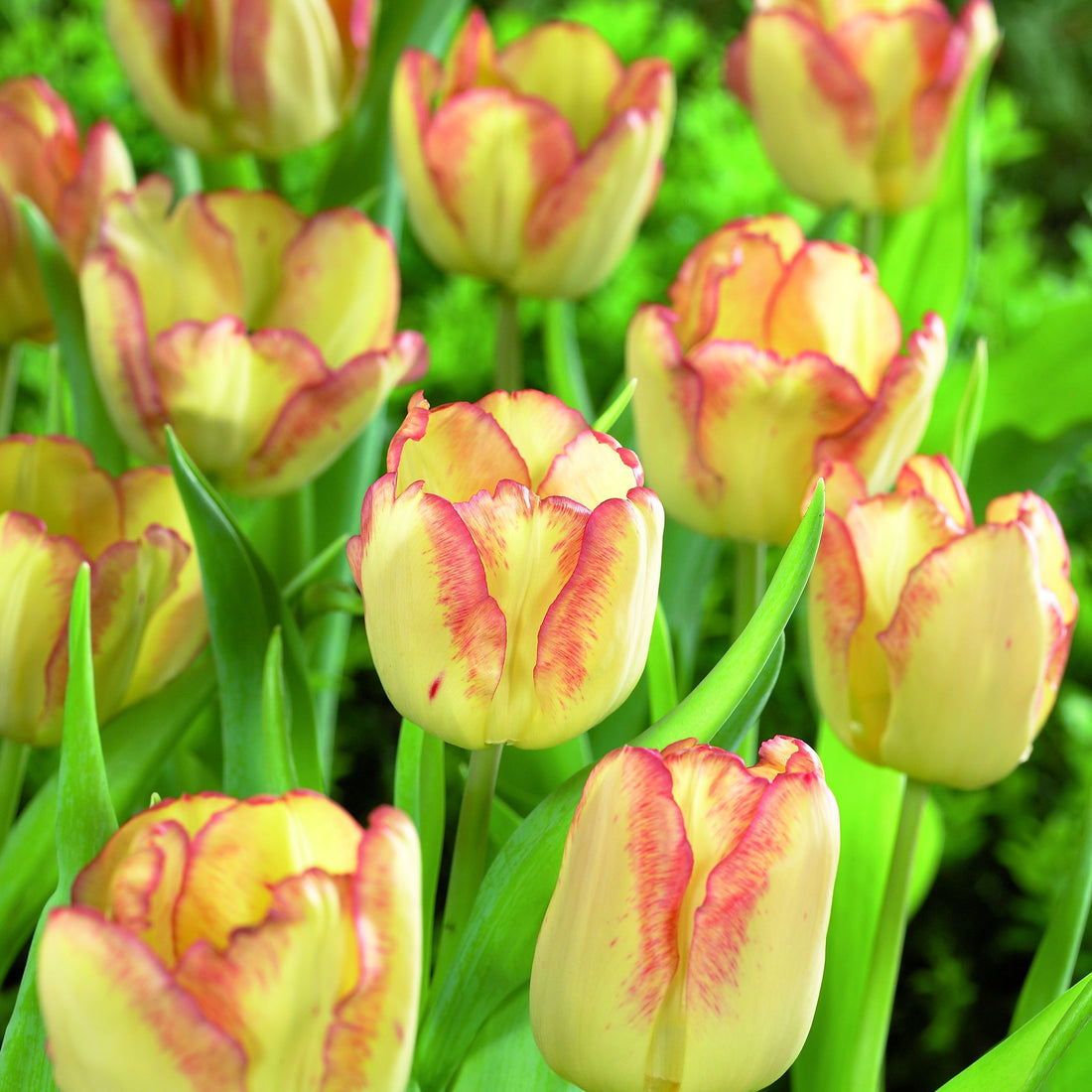 Tulipan 'Cape Town'