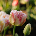 Tulipan 'Charming Lady'