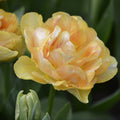 Tulipan 'Charming Lady'