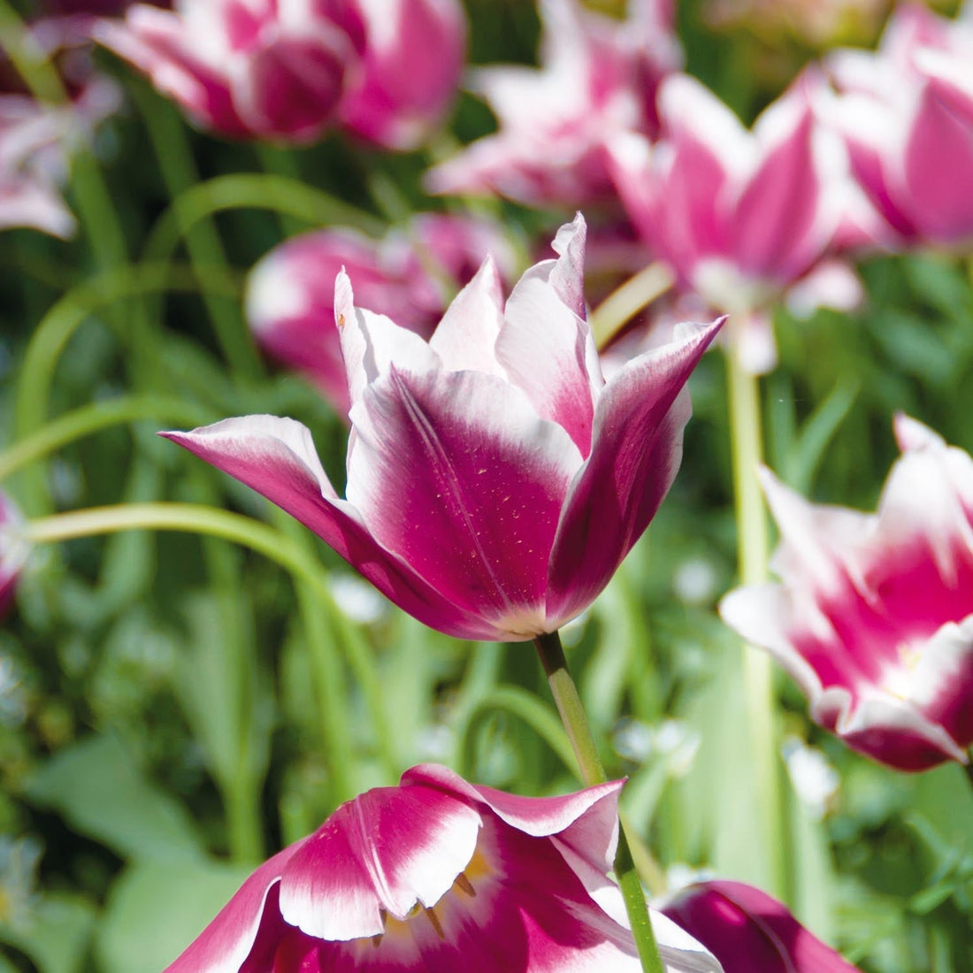 Tulipan 'Claudia'