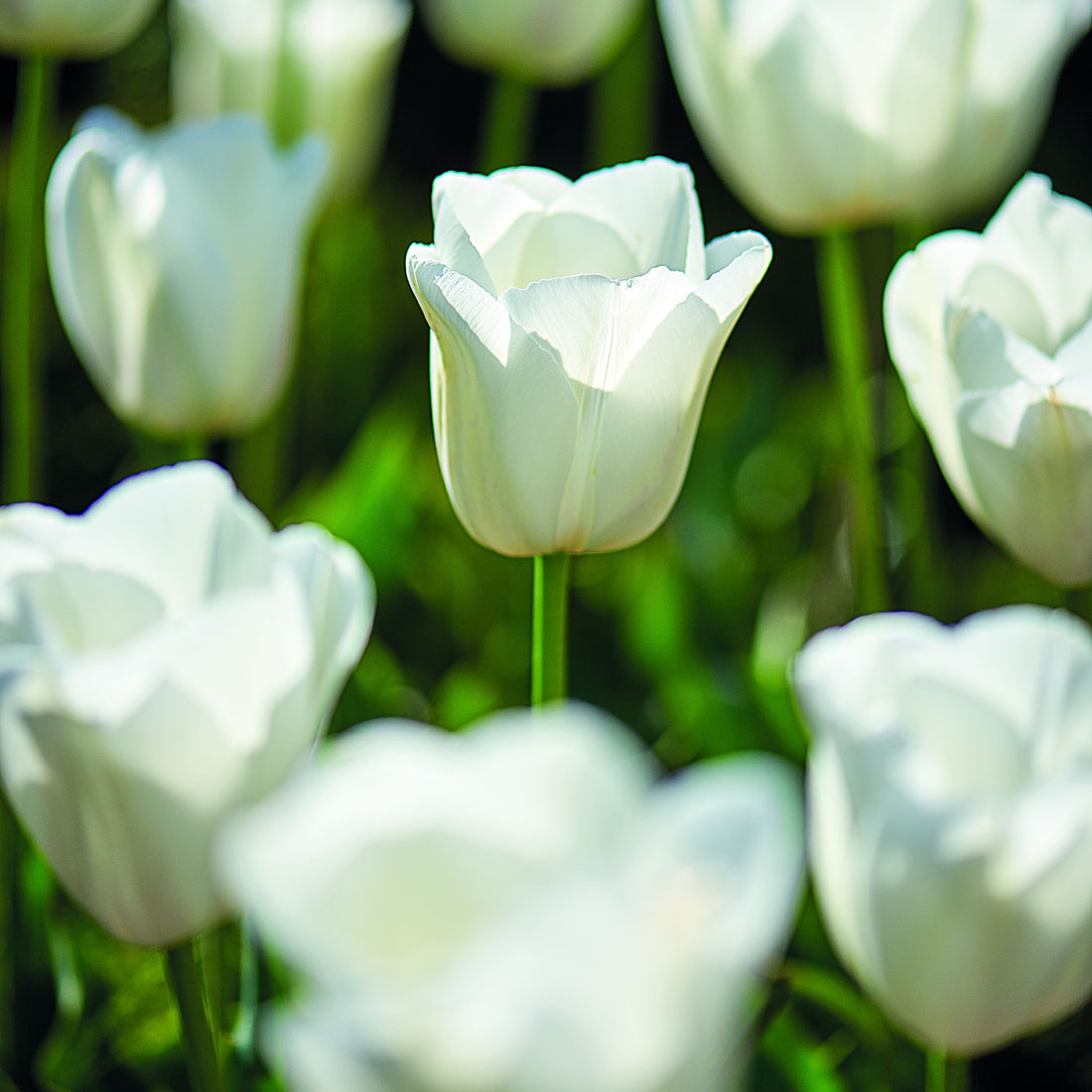 Tulipan 'Clearwater'