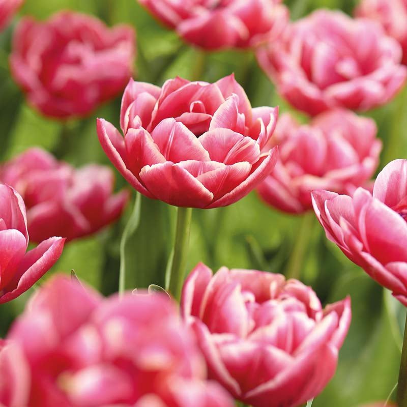 Tulipan 'Columbus'