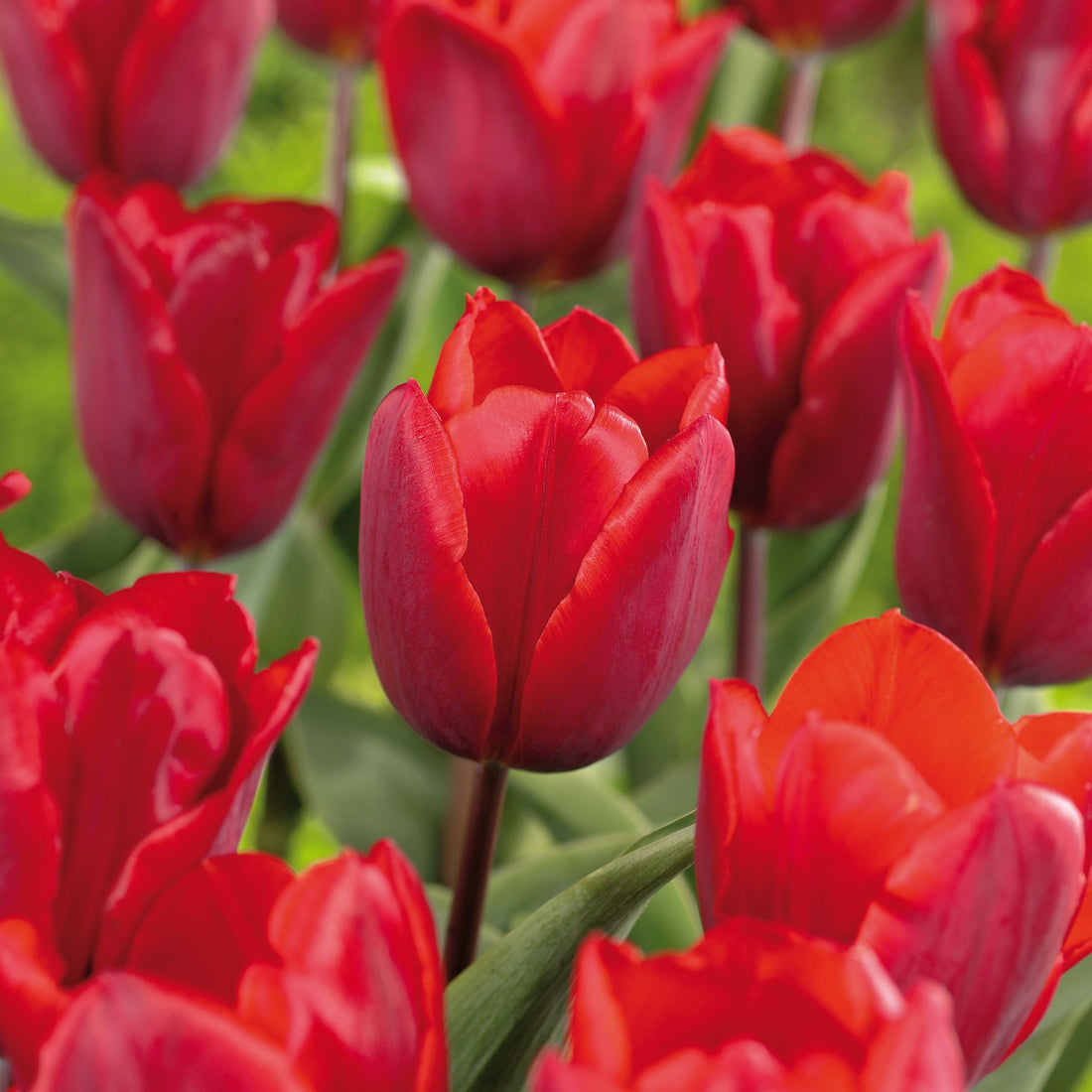 Tulipan 'Couleur Cardinal'