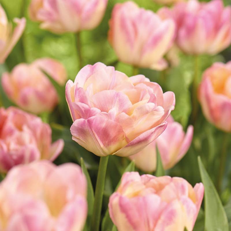 Tulipan 'Creme Upstar'