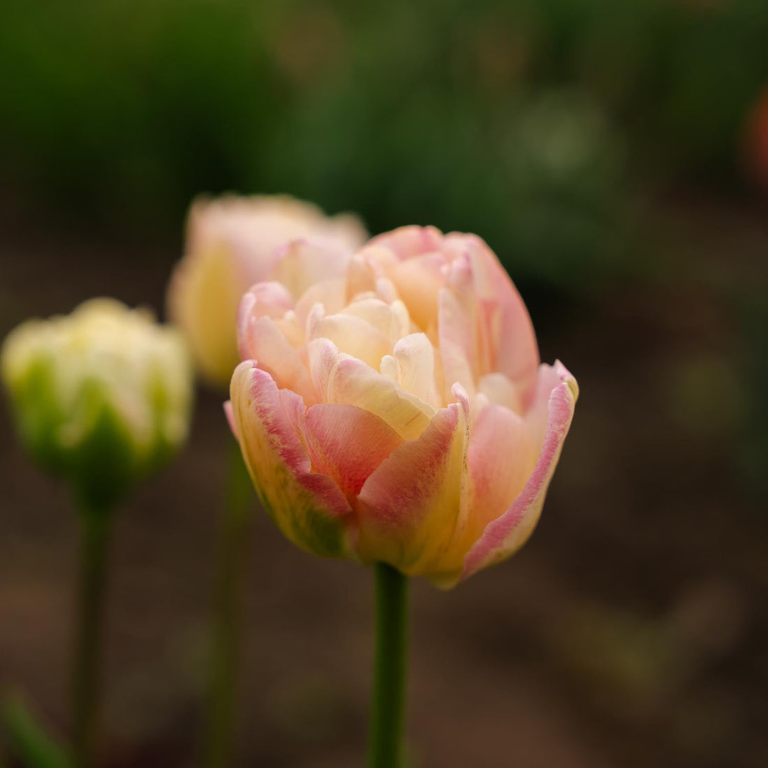 Tulipan 'Creme Upstar'
