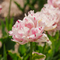 Tulipan 'Danceline'