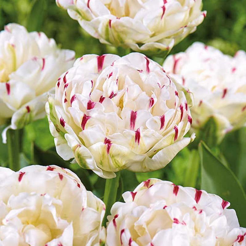 Tulipan 'Danceline'