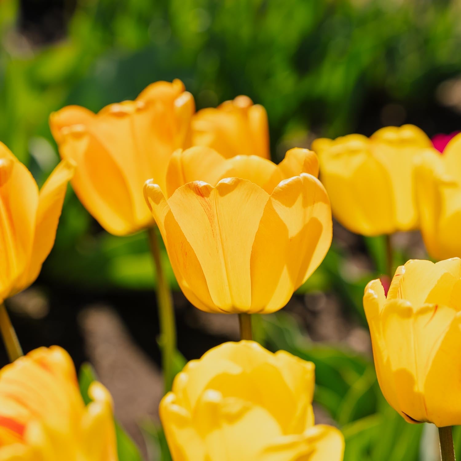 Tulipan 'Daydream'