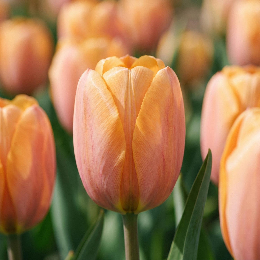Tulipan 'Dordogne'