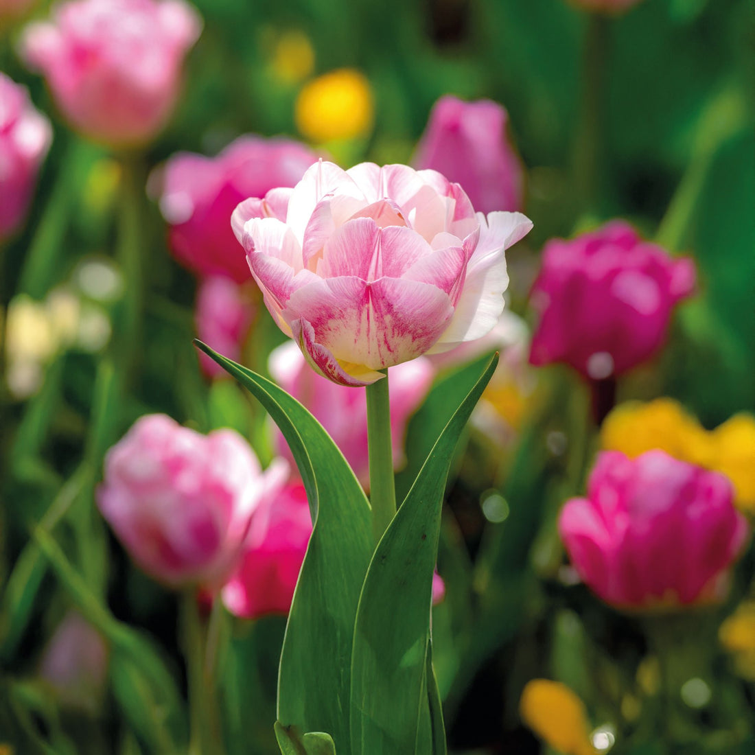 Tulipan 'Double Shake'