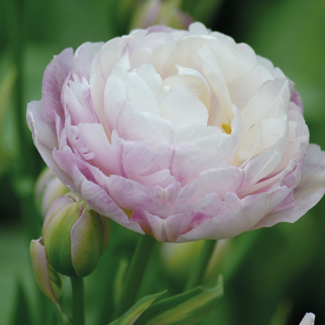 Tulipan 'Double Surprise'