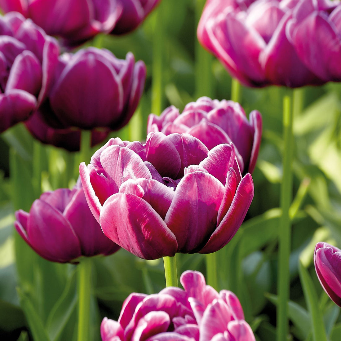 Tulipan 'Dream Touch'