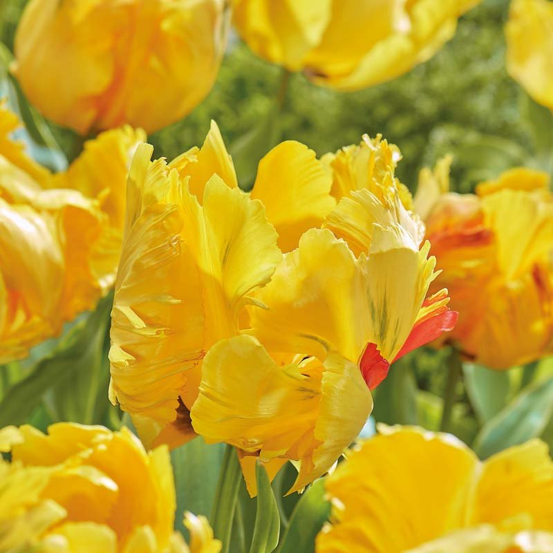 Tulipan 'Eagle Wings'